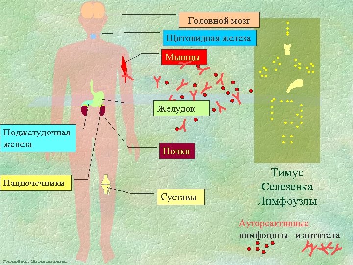 Головной мозг Щитовидная железа Мышцы Желудок Поджелудочная железа Почки Надпочечники Суставы Тимус Селезенка Лимфоузлы