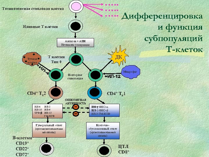 Тотипотентная стволовая клетка Наивные Т клетки Антиген + АПК Начальная стимуляция Тучная клетка ….