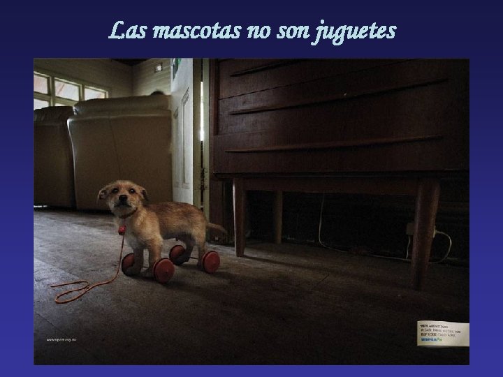 Las mascotas no son juguetes 