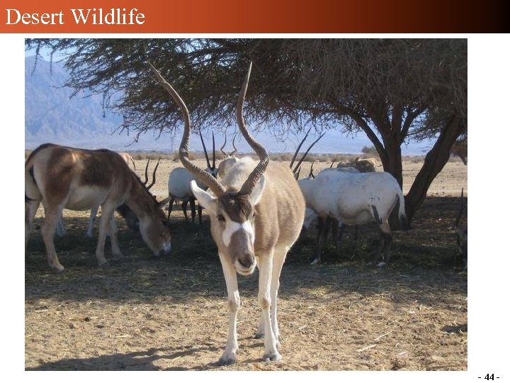 Desert Wildlife - 44 - 