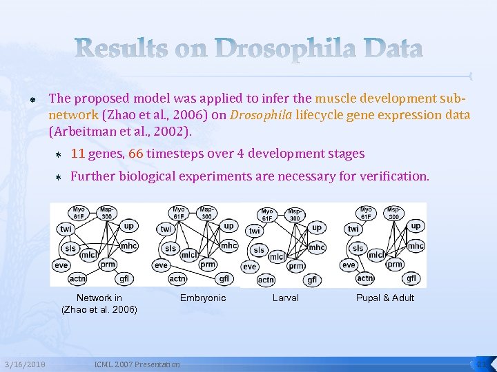 Results on Drosophila Data The proposed model was applied to infer the muscle development