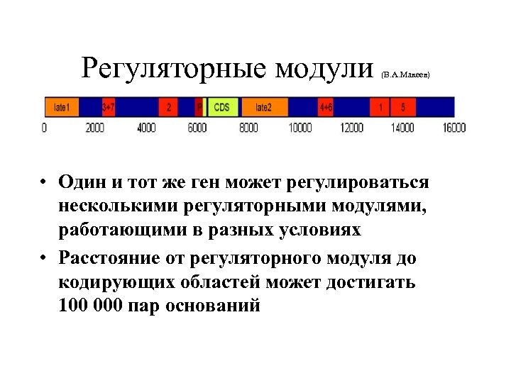 Регуляторные модули (В. А. Макеев) • Один и тот же ген может регулироваться несколькими