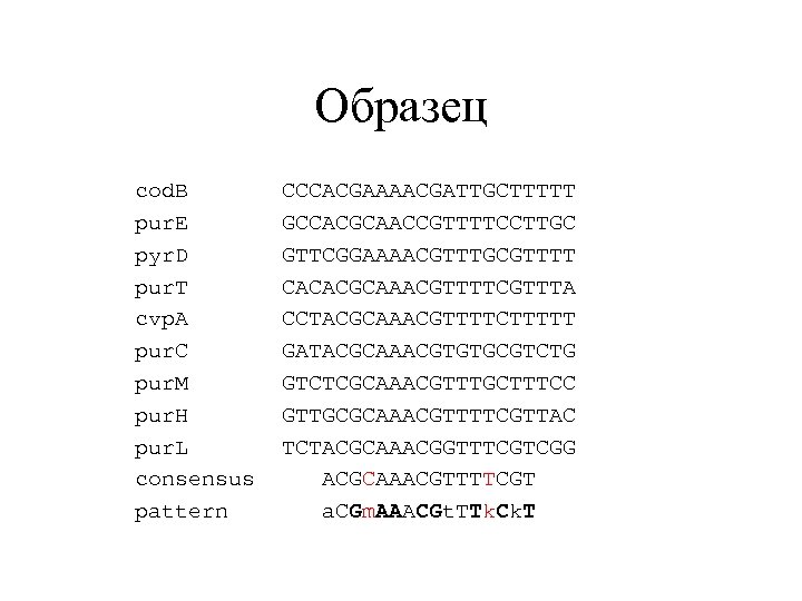 Образец cod. B CCCACGAAAACGATTGCTTTTT pur. E GCCACGCAACCGTTTTCCTTGC pyr. D GTTCGGAAAACGTTTGCGTTTT pur. T CACACGCAAACGTTTTCGTTTA cvp.