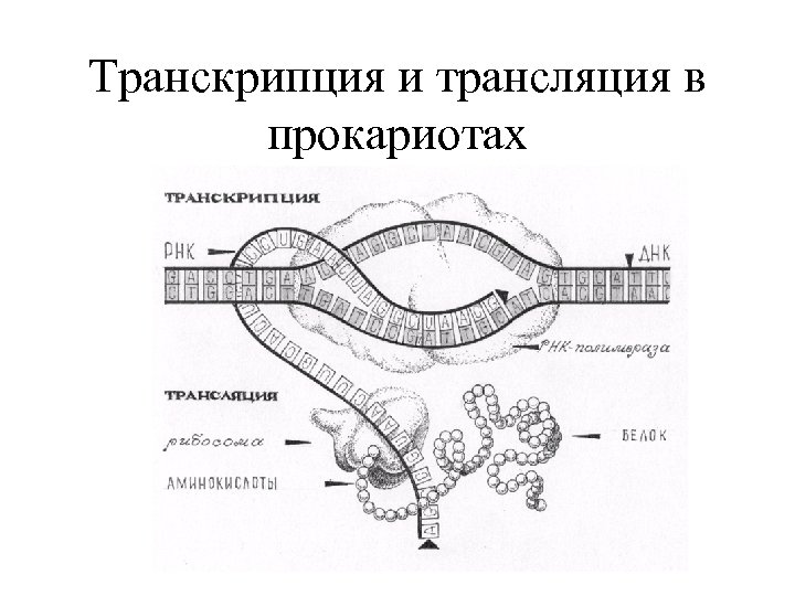 Транскрипция и трансляция в прокариотах 