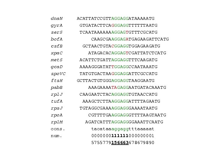 dna. N ACATTATCCGTTAGGAGGATAAAAATG gyr. A GTGATACTTCAGGGAGGTTTTTTAATG ser. S TCAATAAAAAAAGGAGTGTTTCGCATG bof. A CAAGCGAAGGAGATGAGAAGATTCATG csf. B