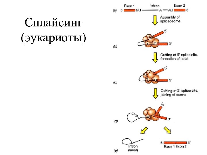 Сплайсинг (эукариоты) 