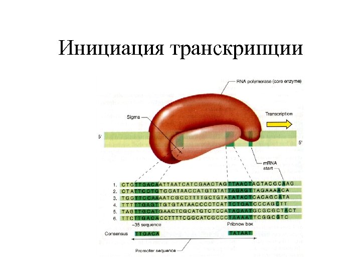 Инициация транскрипции 