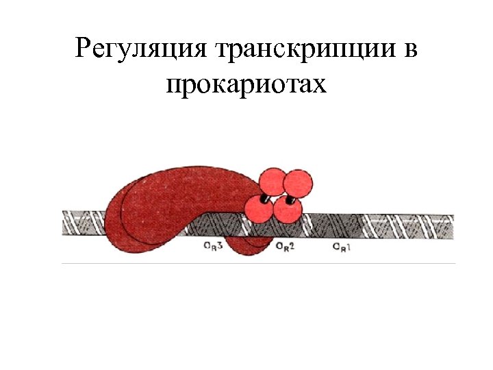 Регуляция транскрипции в прокариотах 