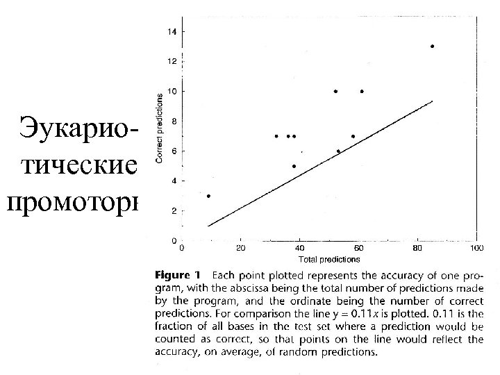 Эукариотические промоторы 