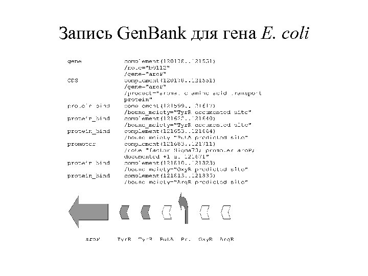 Запись Gen. Bank для гена E. coli 