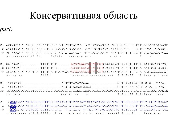 Консервативная область 