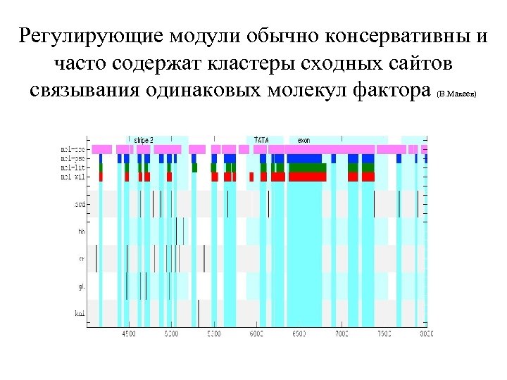 Регулирующие модули обычно консервативны и часто содержат кластеры сходных сайтов связывания одинаковых молекул фактора