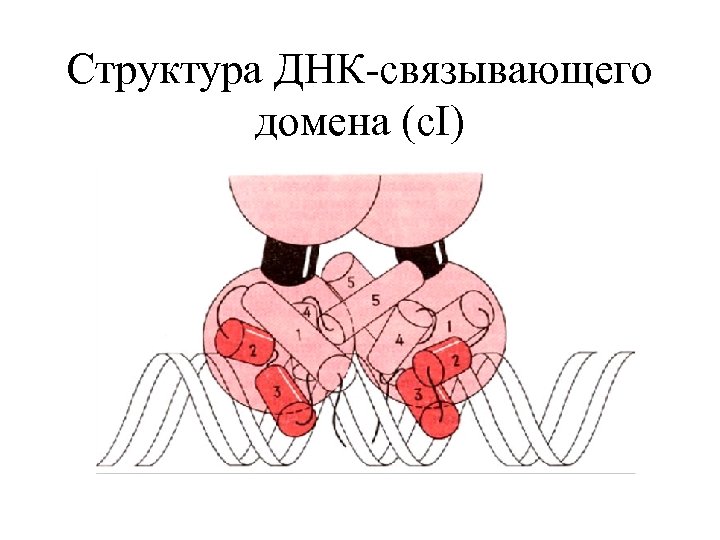 Структура ДНК-связывающего домена (c. I) 