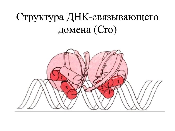 Структура ДНК-связывающего домена (Cro) 