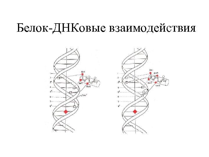 Белок-ДНКовые взаимодействия 