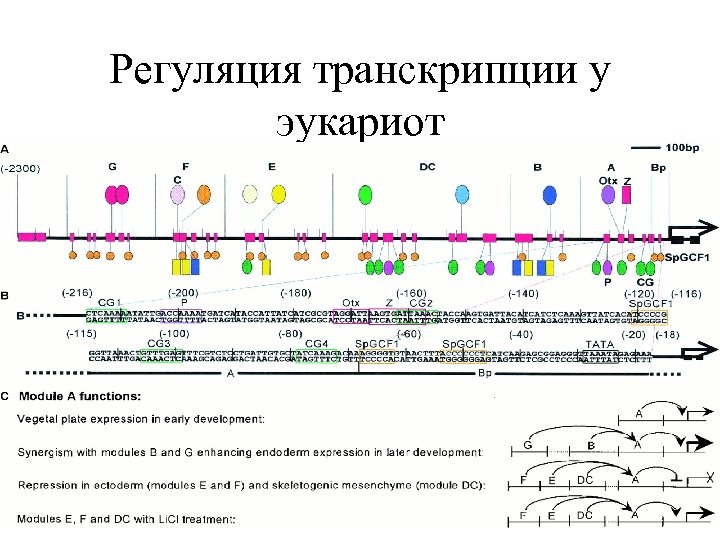 Регуляция транскрипции у эукариот 