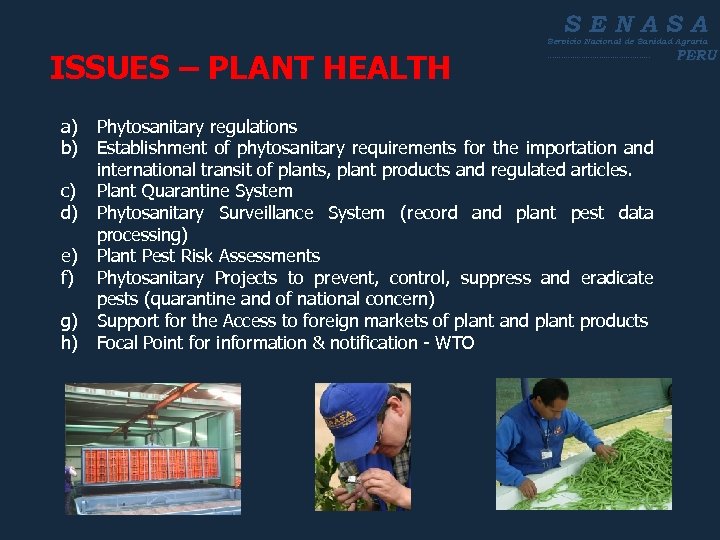SENASA Servicio Nacional de Sanidad Agraria ISSUES – PLANT HEALTH ----------------------- a) Phytosanitary regulations