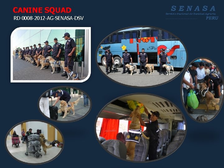 CANINE SQUAD RD 0008 -2012 -AG-SENASA-DSV SENASA Servicio Nacional de Sanidad Agraria ----------------------- PERU