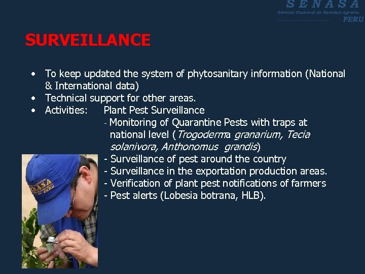 SENASA Servicio Nacional de Sanidad Agraria ----------------------- PERU SURVEILLANCE • To keep updated the