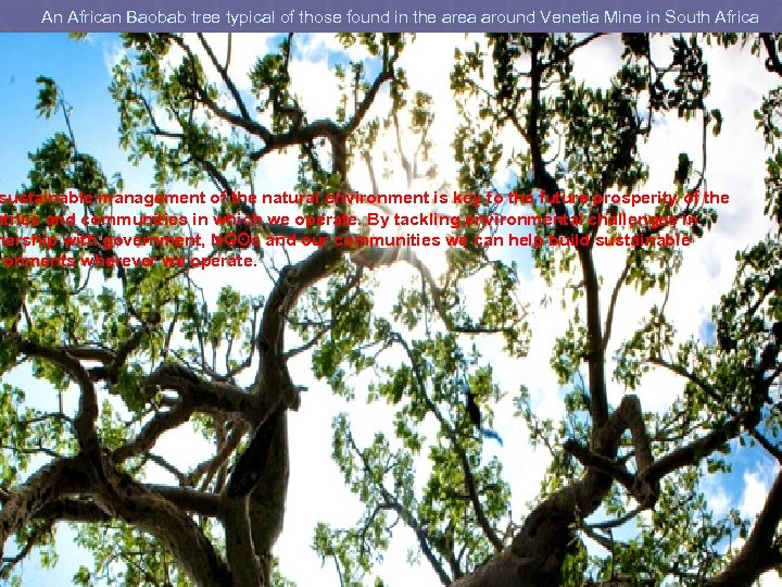 An African Baobab tree typical of those found in the area around Venetia Mine