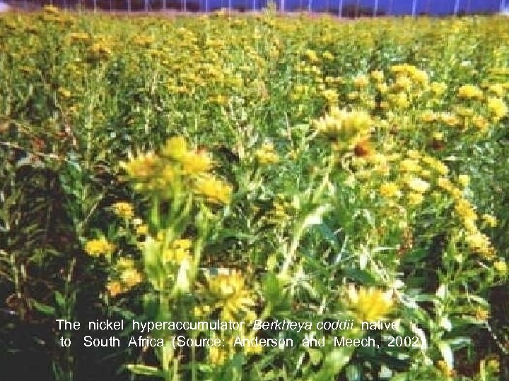 The nickel hyperaccumulator Berkheya coddii native to South Africa (Source: Anderson and Meech, 2002)