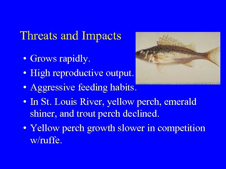 Threats and Impacts • • Grows rapidly. High reproductive output. Aggressive feeding habits. In