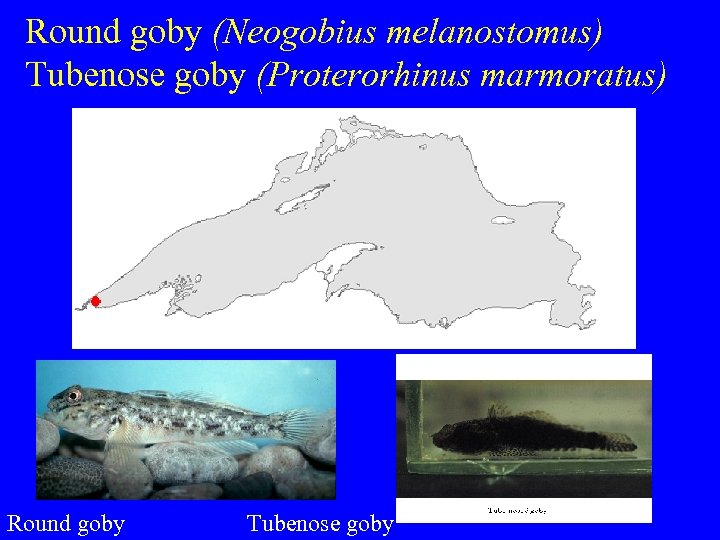 Round goby (Neogobius melanostomus) Tubenose goby (Proterorhinus marmoratus) Round goby Tubenose goby 