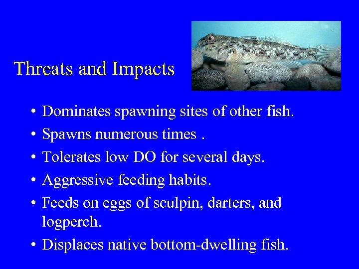 Threats and Impacts • • • Dominates spawning sites of other fish. Spawns numerous