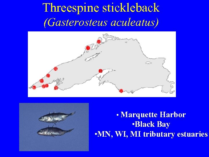 Threespine stickleback (Gasterosteus aculeatus) • Marquette Harbor • Black Bay • MN, WI, MI