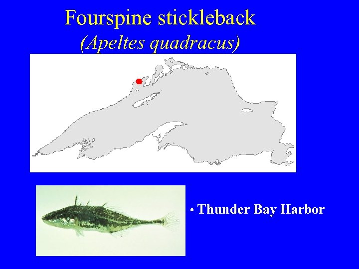 Fourspine stickleback (Apeltes quadracus) • Thunder Bay Harbor 