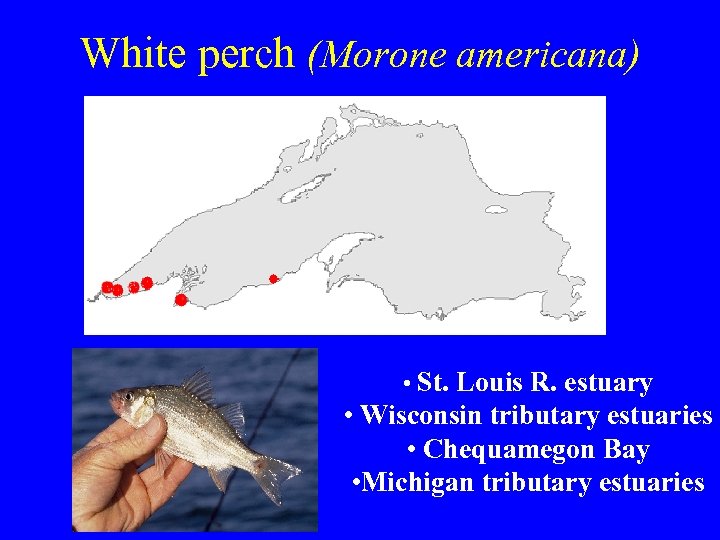 White perch (Morone americana) • St. Louis R. estuary • Wisconsin tributary estuaries •