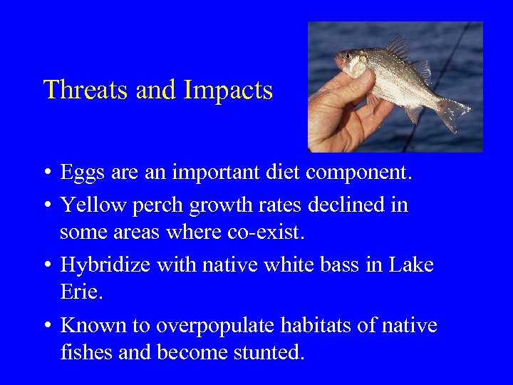 Threats and Impacts • Eggs are an important diet component. • Yellow perch growth