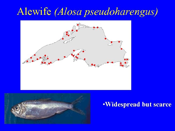 Alewife (Alosa pseudoharengus) • Widespread but scarce 