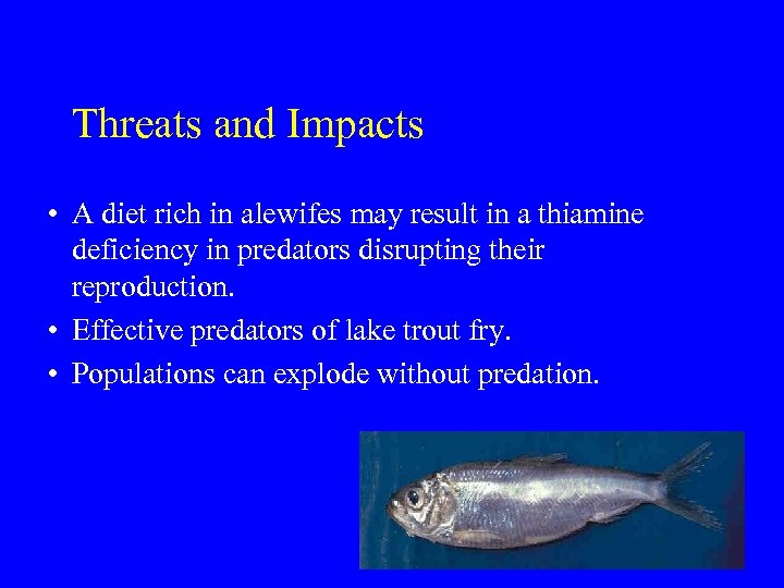 Threats and Impacts • A diet rich in alewifes may result in a thiamine