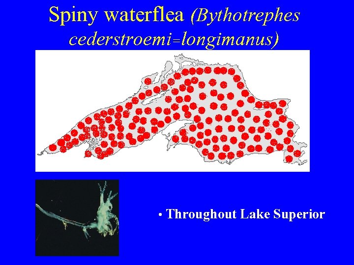 Spiny waterflea (Bythotrephes cederstroemi=longimanus) • Throughout Lake Superior 