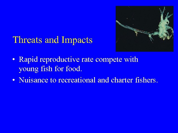 Threats and Impacts • Rapid reproductive rate compete with young fish for food. •