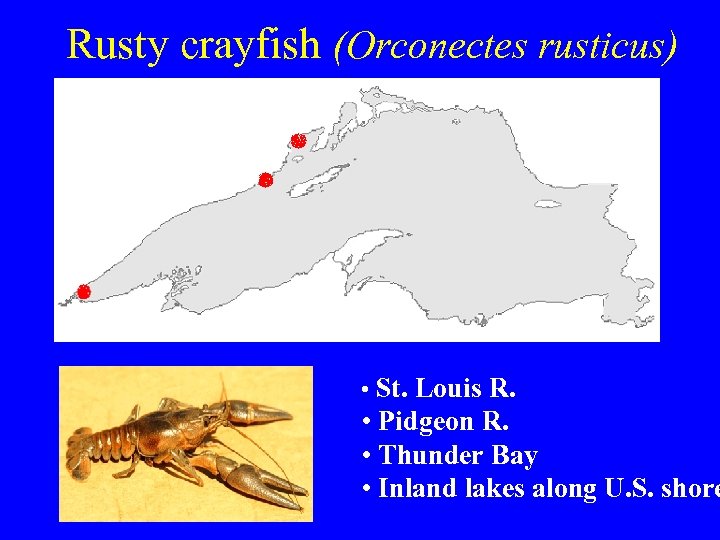 Rusty crayfish (Orconectes rusticus) • St. Louis R. • Pidgeon R. • Thunder Bay