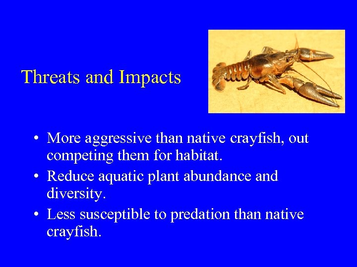 Threats and Impacts • More aggressive than native crayfish, out competing them for habitat.