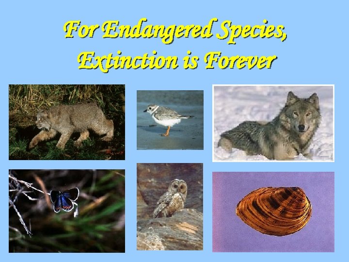 For Endangered Species, Extinction is Forever 