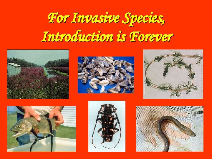 For Invasive Species, Introduction is Forever 