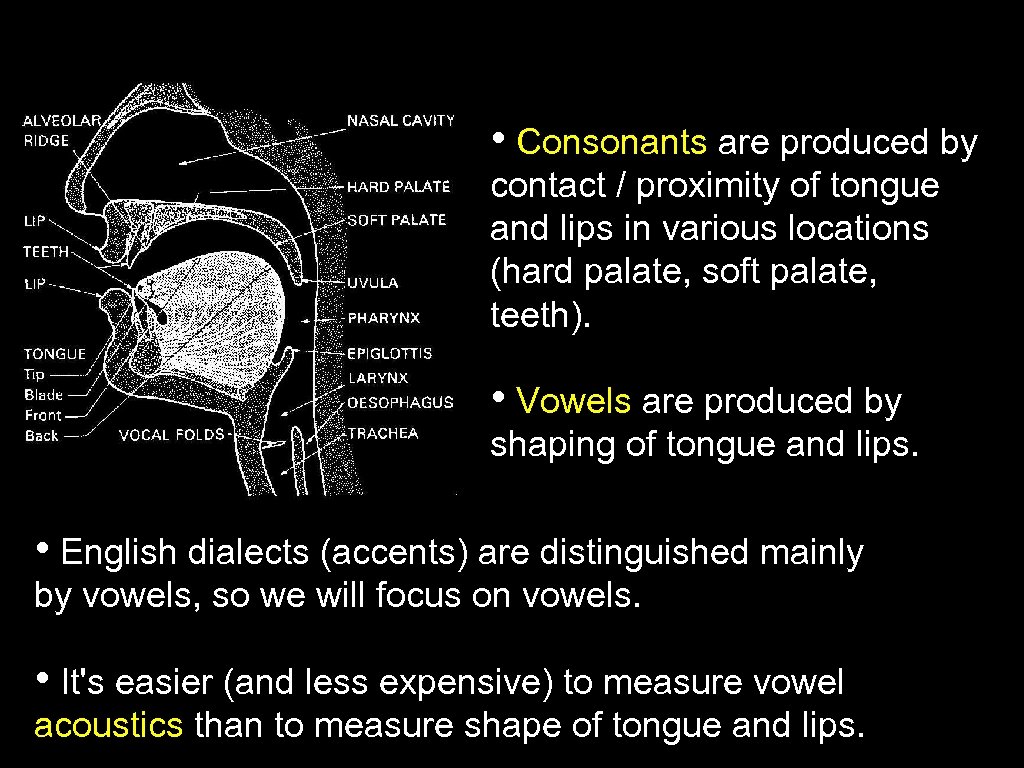  • Consonants are produced by contact / proximity of tongue and lips in