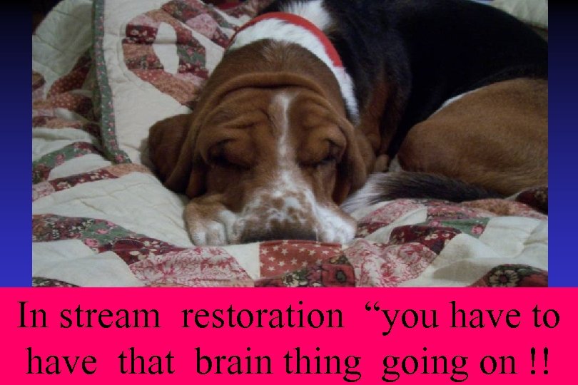 In stream restoration “you have to have that brain thing going on !! 