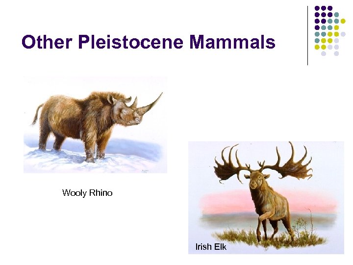 Other Pleistocene Mammals Wooly Rhino Irish Elk 