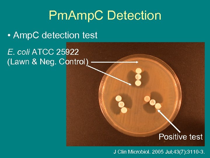 Pm. Amp. C Detection • Amp. C detection test E. coli ATCC 25922 (Lawn