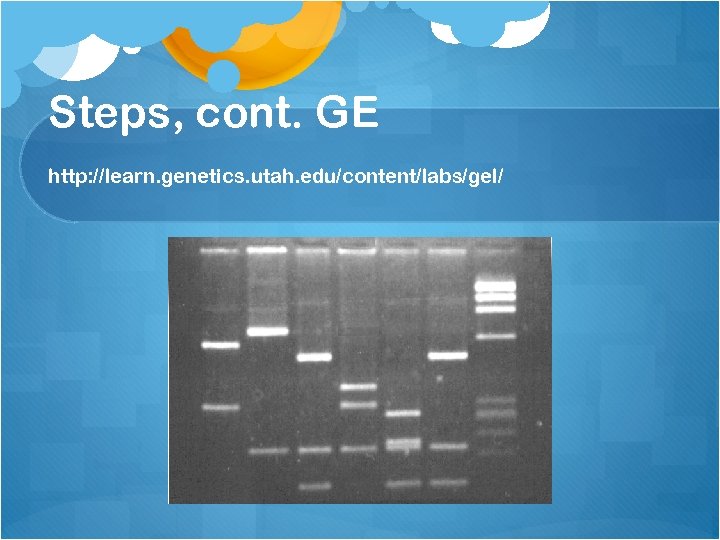 Steps, cont. GE http: //learn. genetics. utah. edu/content/labs/gel/ 