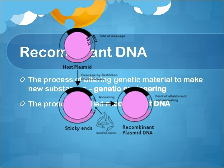 Recombinant DNA The process of altering genetic material to make new substances – genetic