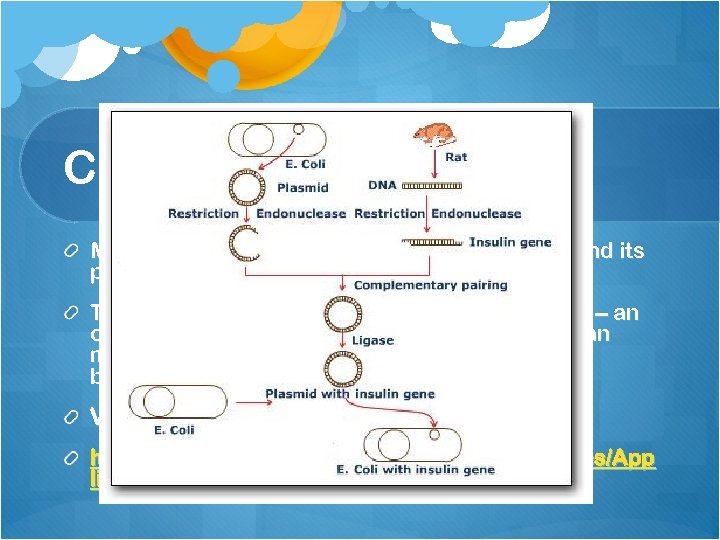 Cloning Vectors Many copies of a desired gene can be cloned and its product