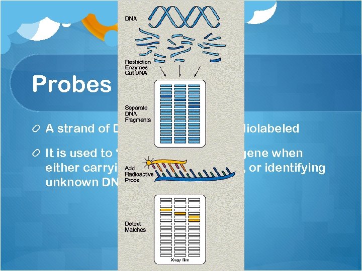 Probes A strand of DNA or RNA that is radiolabeled It is used to