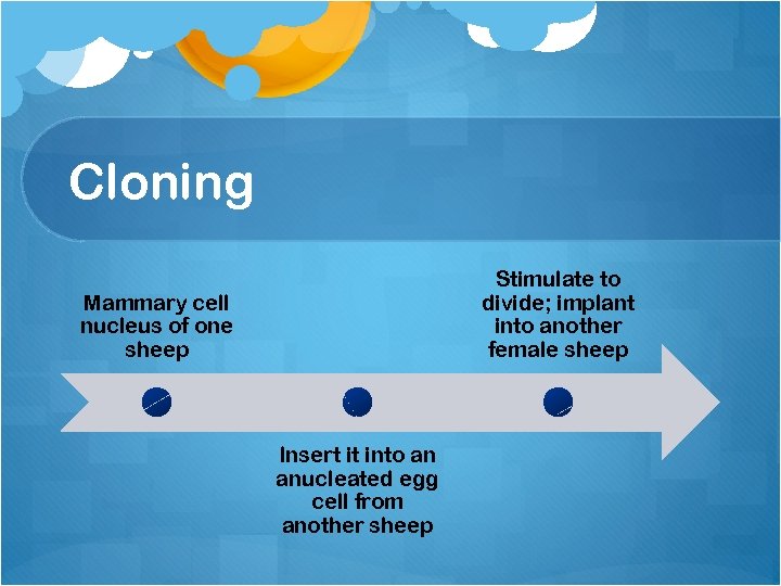 Cloning Stimulate to divide; implant into another female sheep Mammary cell nucleus of one