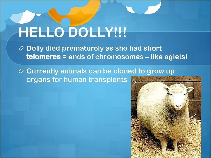 HELLO DOLLY!!! Dolly died prematurely as she had short telomeres = ends of chromosomes